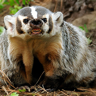 StoicBadger