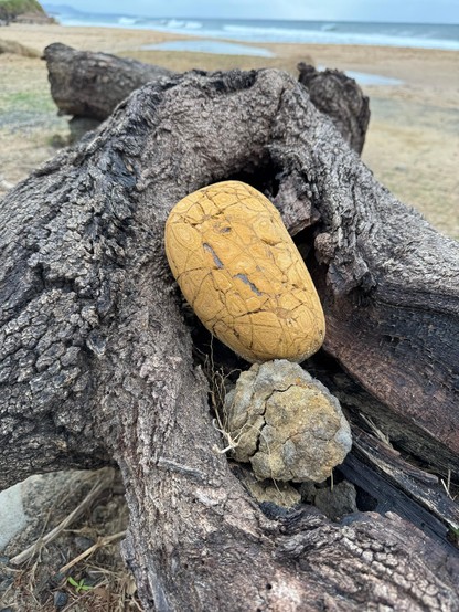 Big fist of clay and a large smooth yellow rock with what looks like a patterned sand surface, tucked into the crook of a washed up log. In the background, sand and ocean.