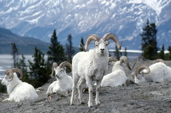 Bighorn Sheep, Canada